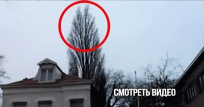 Парень просто снимал дерево. Но на 0:18 произошло то, что он запомнит надолго!