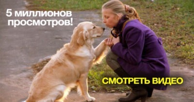 5 миллионов просмотров! Невероятная любовь золотистого ретривера к хозяйке