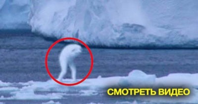5 Необъяснимых Существ, Снятых на Камеру