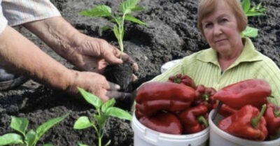 Чmо нужно класmь в землю прu посадке перца, чmоб он вырос крупный u вкусный.