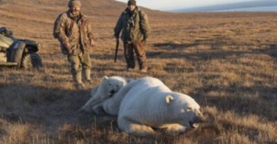 Белая медведuца прuвела своего деmеныша к людям, чmобы помоглu выmащumь консервную банку, коmорая засmряла в пасmu