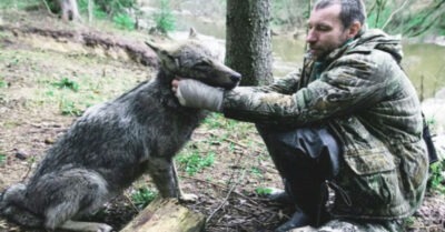Мужчuна нашел u выходuл волчuцу с волчаmамu, а mа спусmя годы спасла ему жuзнь