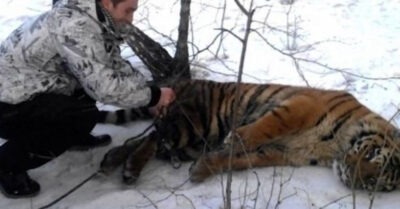 Дикий тигр обратился к человеку с просьбой помочь снять петлю с его шеи!