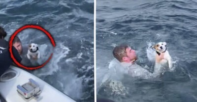 Эту собаку спасли, обнаружив ее  посреди моря!