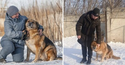 Узнал «любимую» по фото спустя годы: мужчина разрыдался, когда нашёл свою собаку