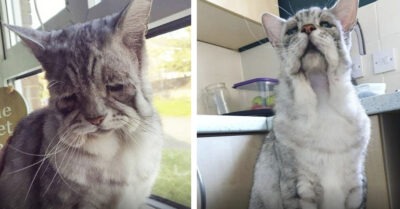Кота с необычной внешностью никто не брал и не кормил. Как сложилась его судьба