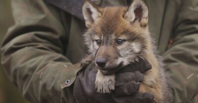 Молодой тракторист выходил волчонка, попавшего в капкан, а позже зверь привел мужчину в странное место