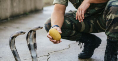 🐍🐍🐍 Солдат подкармливал змеиный выводок, над ним смеялся весь взвод. Когда пришла беда, пацаны пали, а меня закрыла собой та самая мать-кобра